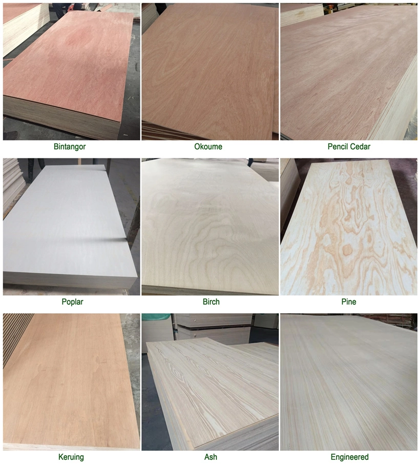 Bintangor/Okoume/Pine/Birch/Poplar Plywood for Furniture